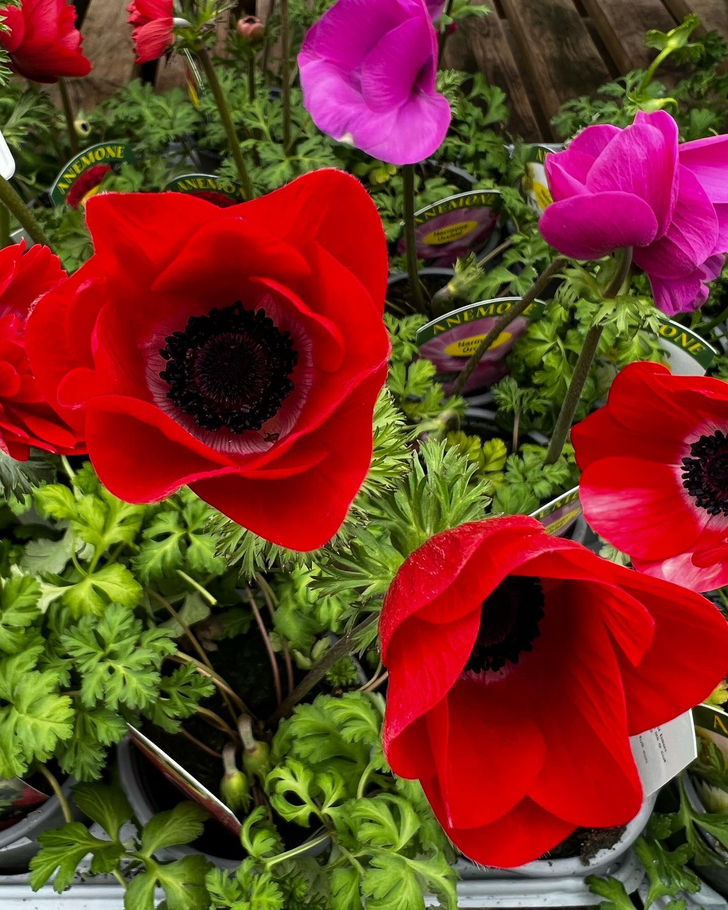 Hanging Gardens Tea Room & Garden Centre